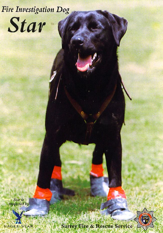 Black hotsell dog shoes